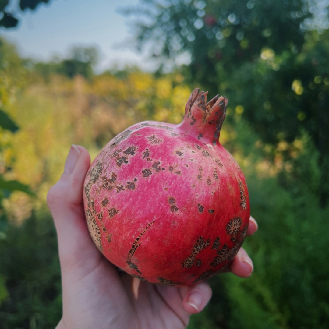 نگارخانه متن نگار   یلدا 