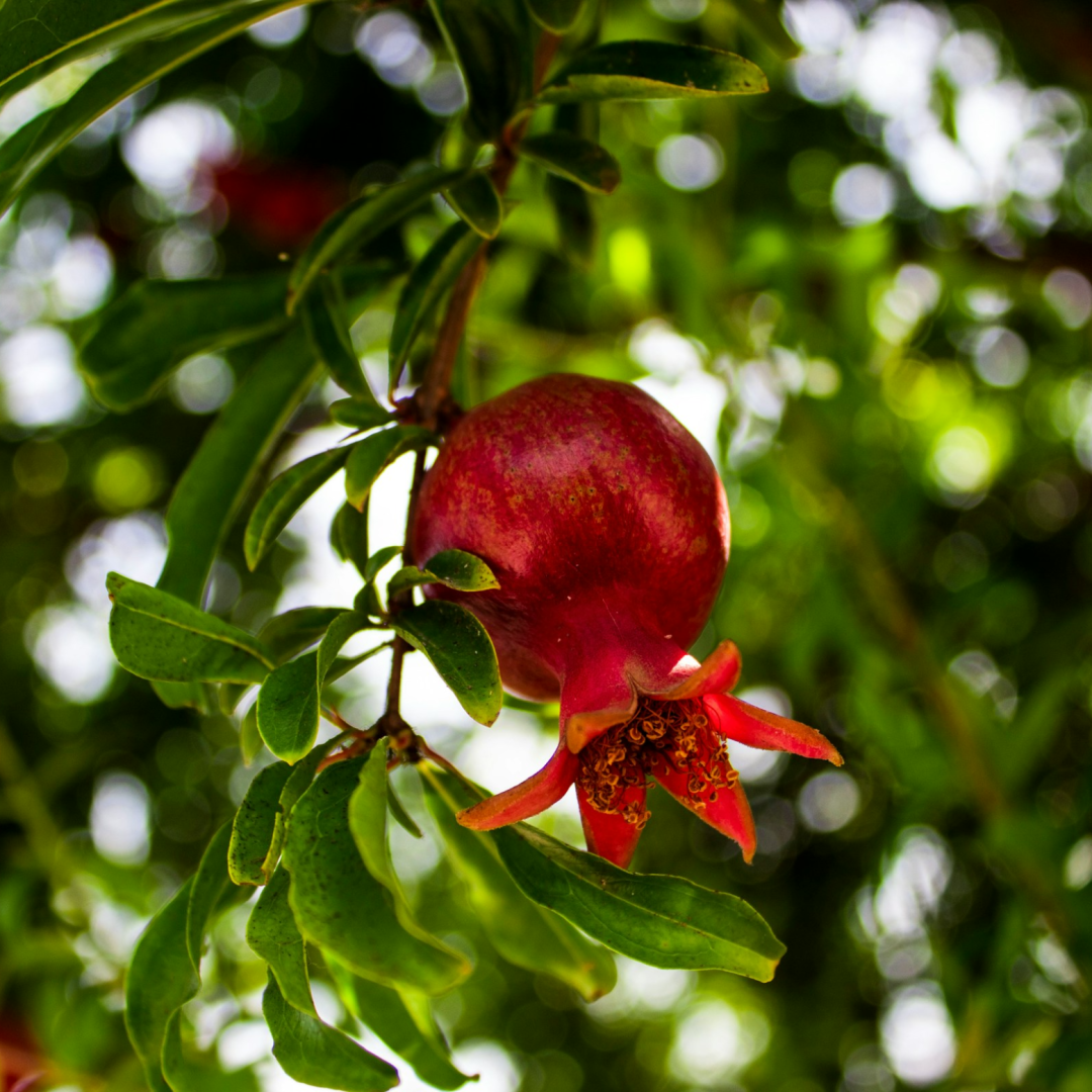 نگارخانه متن نگار   یلدا 