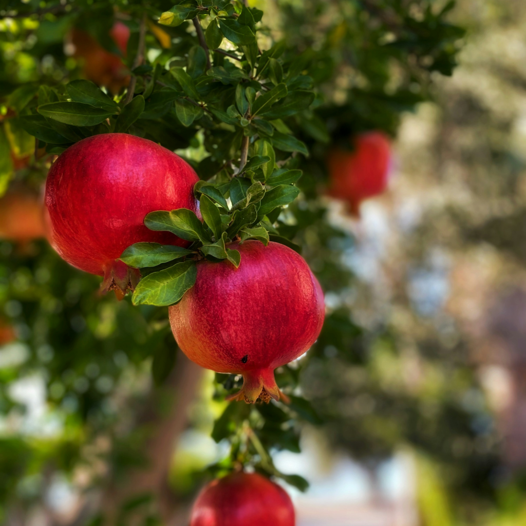 نگارخانه متن نگار   یلدا 