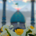 نگارخانه متن نگار 454KB  گل نرگس 