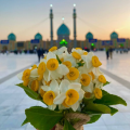 نگارخانه متن نگار 614KB  گل نرگس 