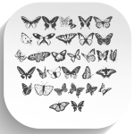 فونت سمبل پروانه