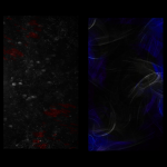 بکگراند ۲ عددی مذهبی