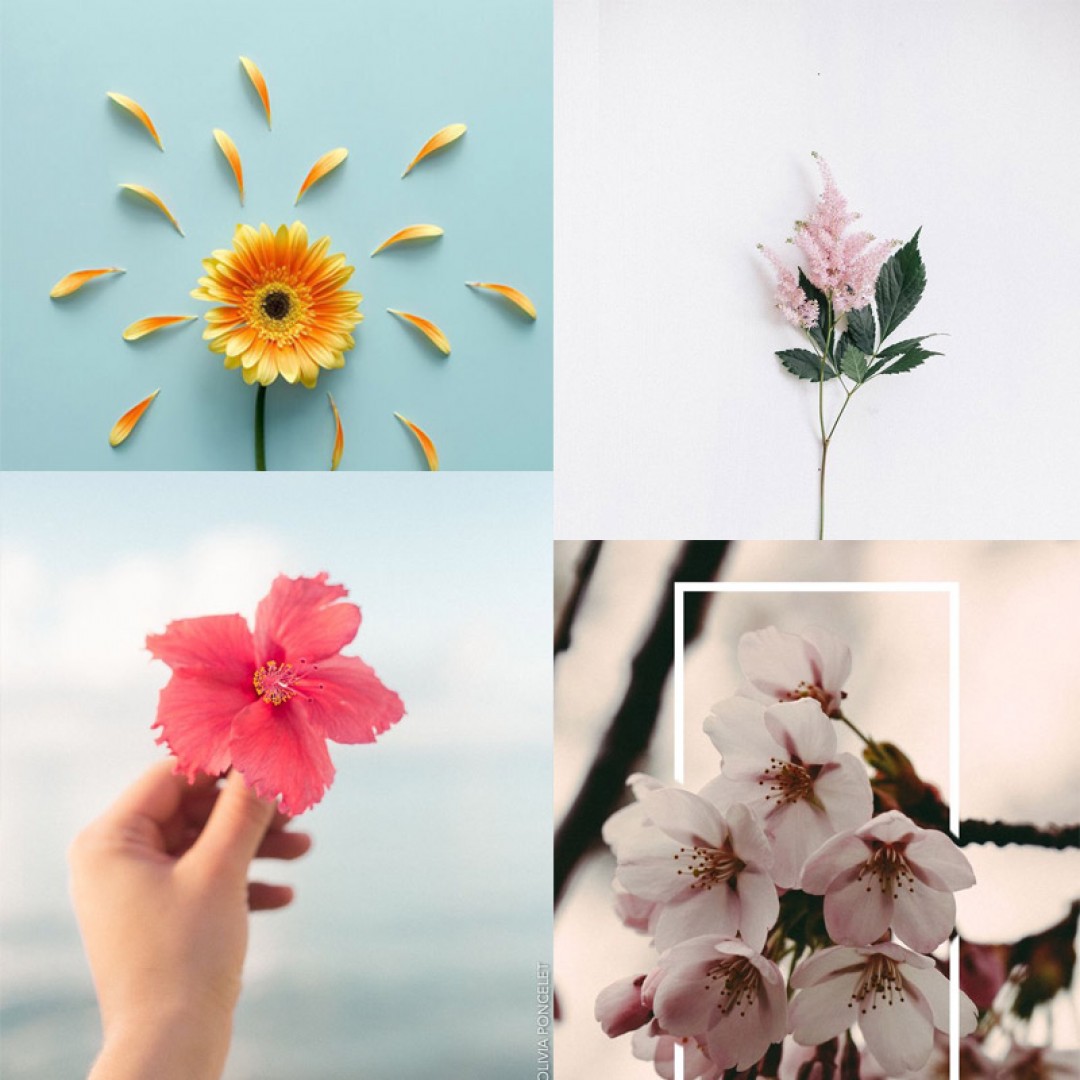 Flower wallpapers