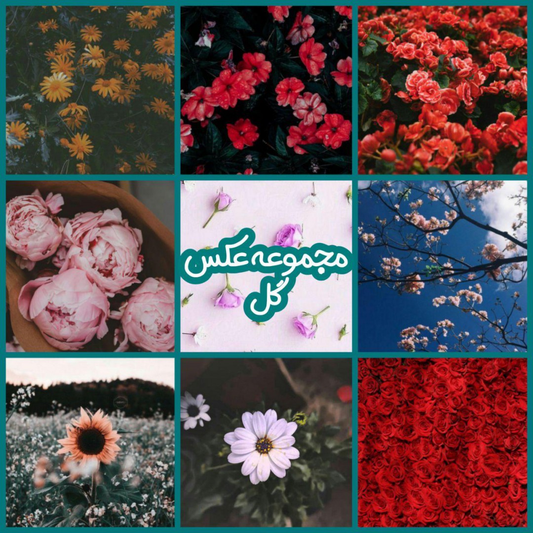 مجموعه عکس‌ گل