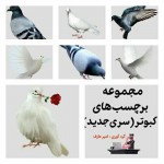 Pigeon Tags Collection (New Series)