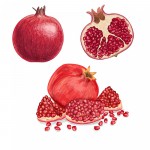 Pomegranate tag set 2